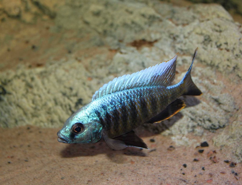 Copadichromis parvus